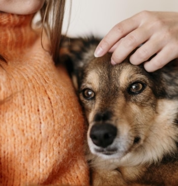 Lo que debes tener para viajar con perros y gatos en España [...]