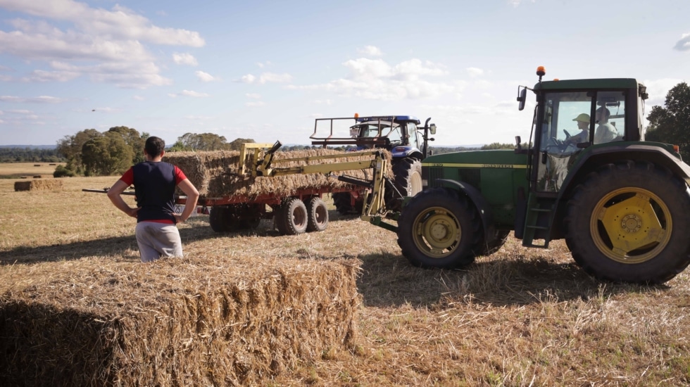 Un tractor durante la recogida de trigo en, Galicia (España)