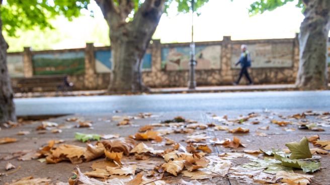 Hojas secas en el comienzo del otoño 2023. Hojas secas en el comienzo del otoño 2023.