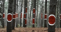 'Bosque de Oma', la segunda vida de formas y color de Ibarrola