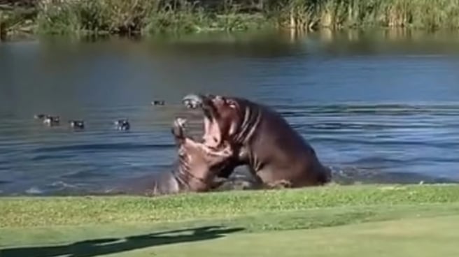 Dos hipopótamos se pelean durante un partido de golf Hipopótamos