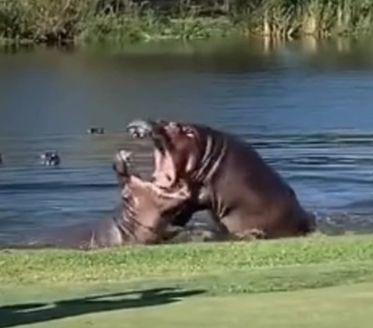 Una pelea entre dos hipopótamos obliga a parar un partido de golf