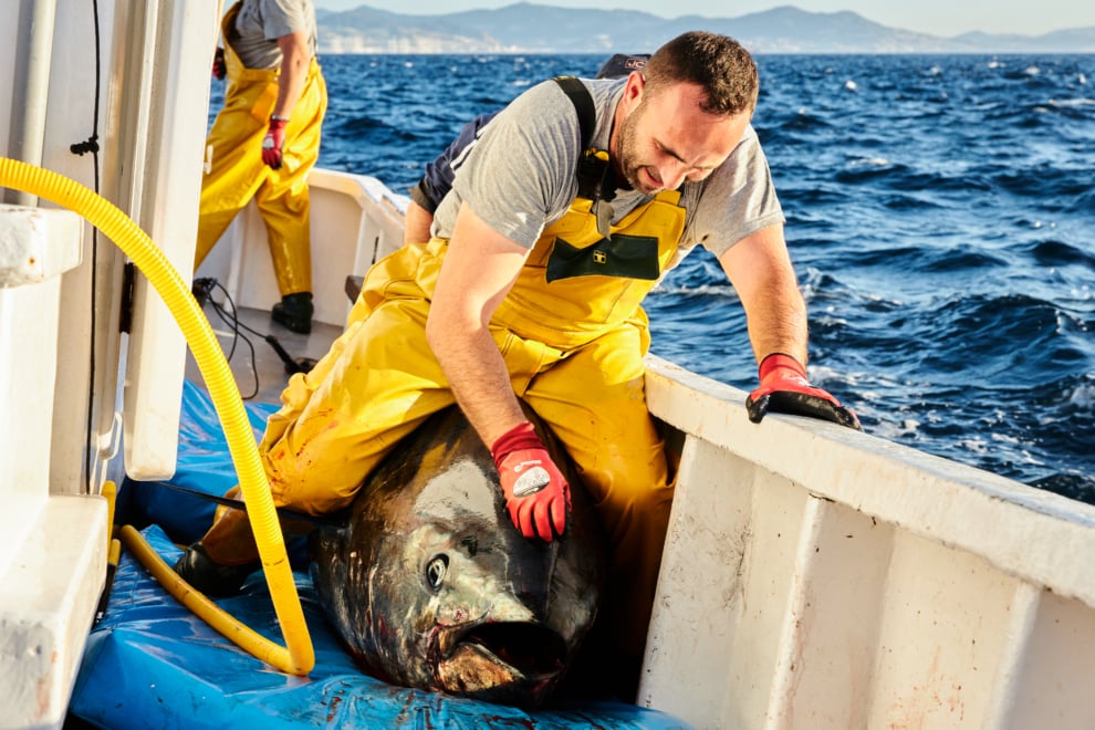 Desde su creación en 2015, JC Mackintosh se ha convertido en una empresa de referencia en materia de pesca sostenible e innovadora del atún rojo.