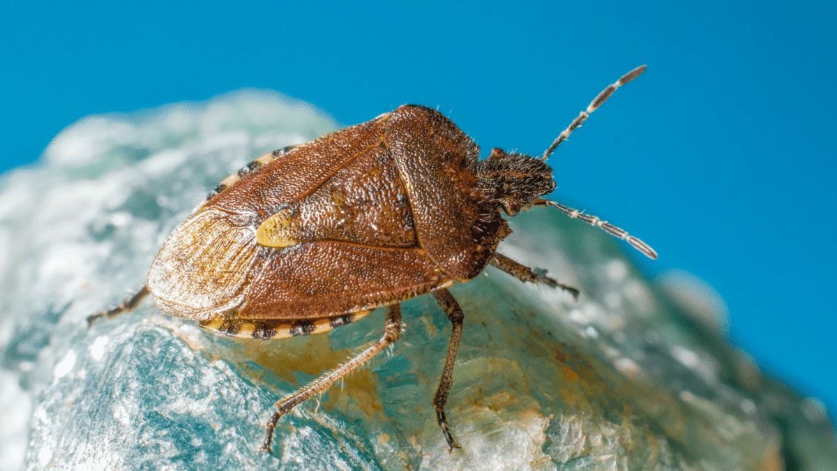 Un ejemplar de un chinche, cuya plaga resurge en Europa y podría llegar a España