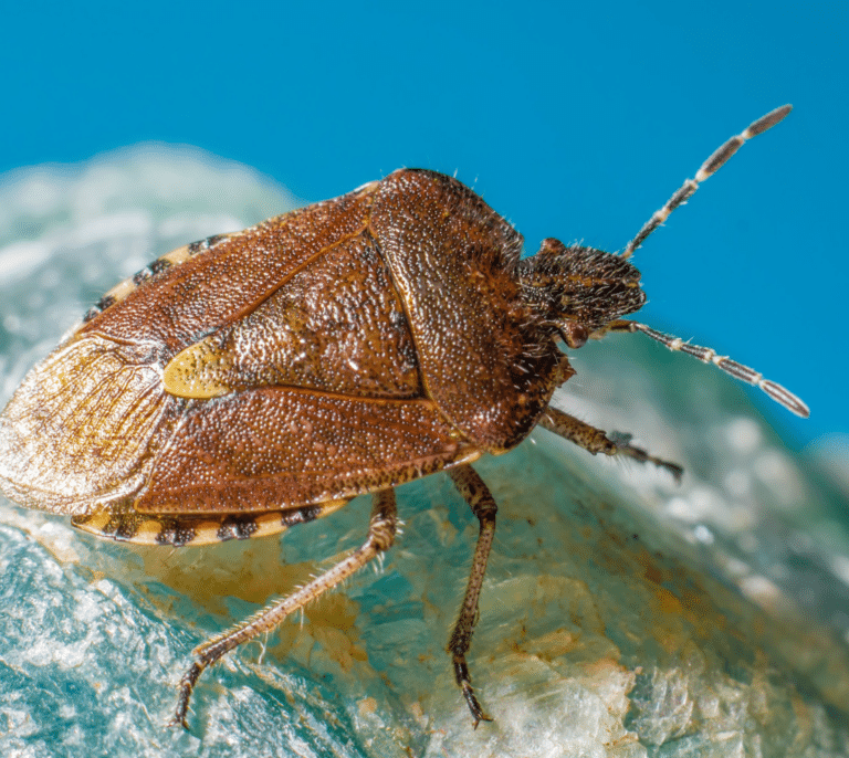 Las chinches, la plaga “viajera” que resurge en París y podría llegar a España