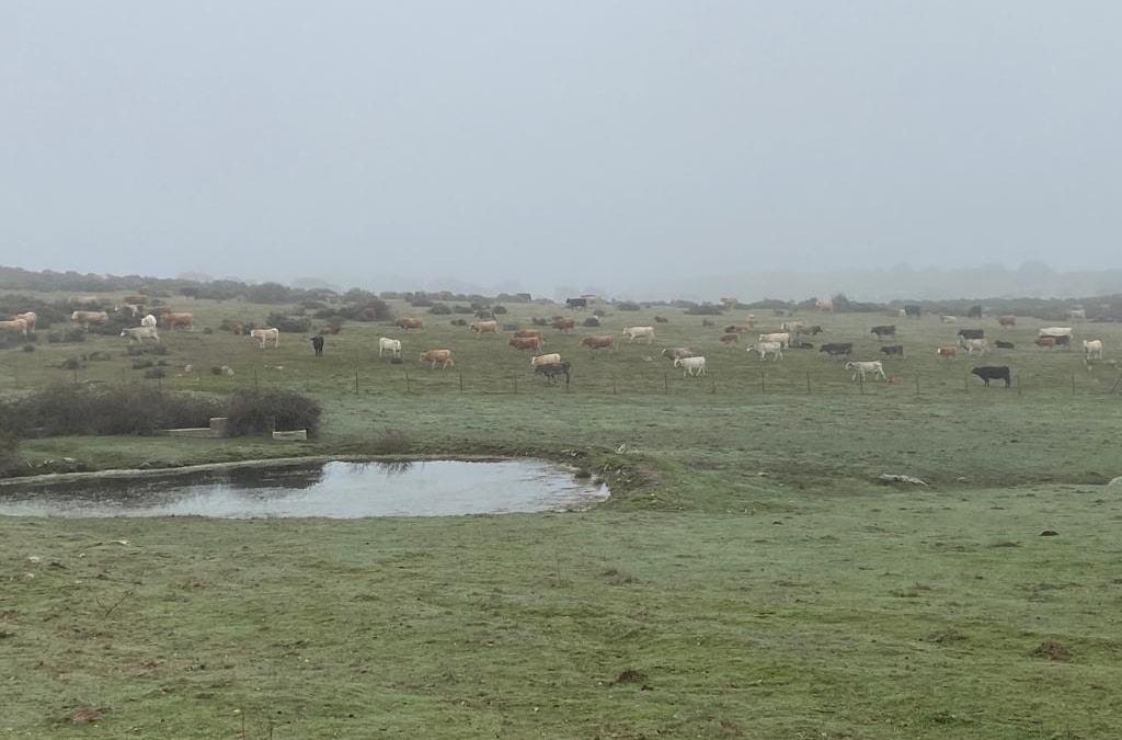 lluvias-otono-ganaderia-agricultores