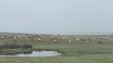 Las primeras lluvias de otoño riegan de optimismo al trigo, la cebada y a la ganadería extensiva