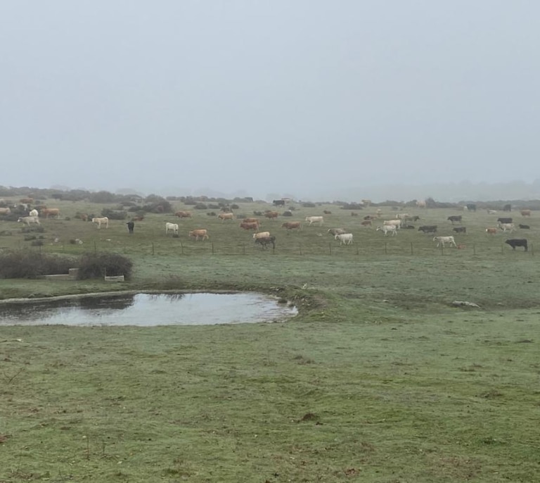 Las primeras lluvias de otoño riegan de optimismo al trigo, la cebada y a la ganadería extensiva