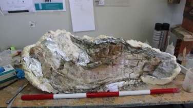 Descubierto un cementerio de elefantes de hace 14 millones de años en unas obras en Villa de Vallecas