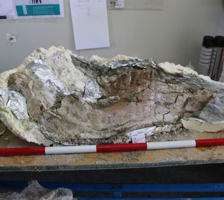 Descubierto un cementerio de elefantes de hace 14 millones de años en unas obras en Villa de Vallecas