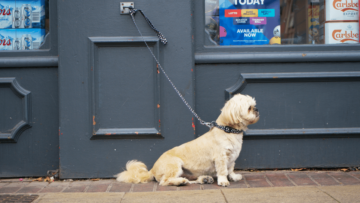 Un perro atado fuera de un comercio, que ahora supondrá una multa tras entrar en vigor la nueva Ley de Bienestar Animal
