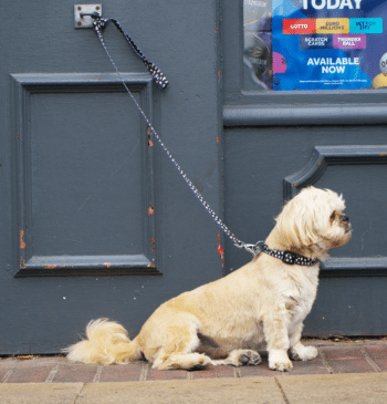 Dejar a tu perro atado a una barandilla o en la puerta [...]