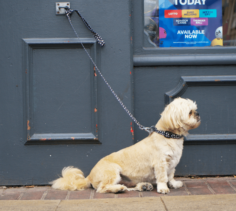Dejar a tu perro atado a una barandilla o en la puerta del supermercado puede suponer multas de hasta 10.000 euros