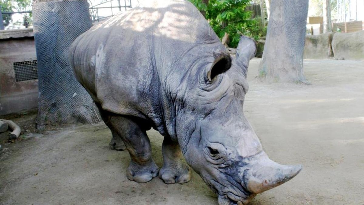 Rinoceronte blanco Pedro
