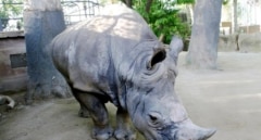 Muere en el Zoo de Barcelona Pedro, el rinoceronte blanco más longevo de Europa