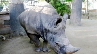 Muere en el Zoo de Barcelona Pedro, el rinoceronte blanco más longevo de Europa