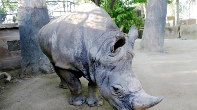 Muere en el Zoo de Barcelona Pedro, el rinoceronte blanco más longevo de Europa Rinoceronte blanco Pedro