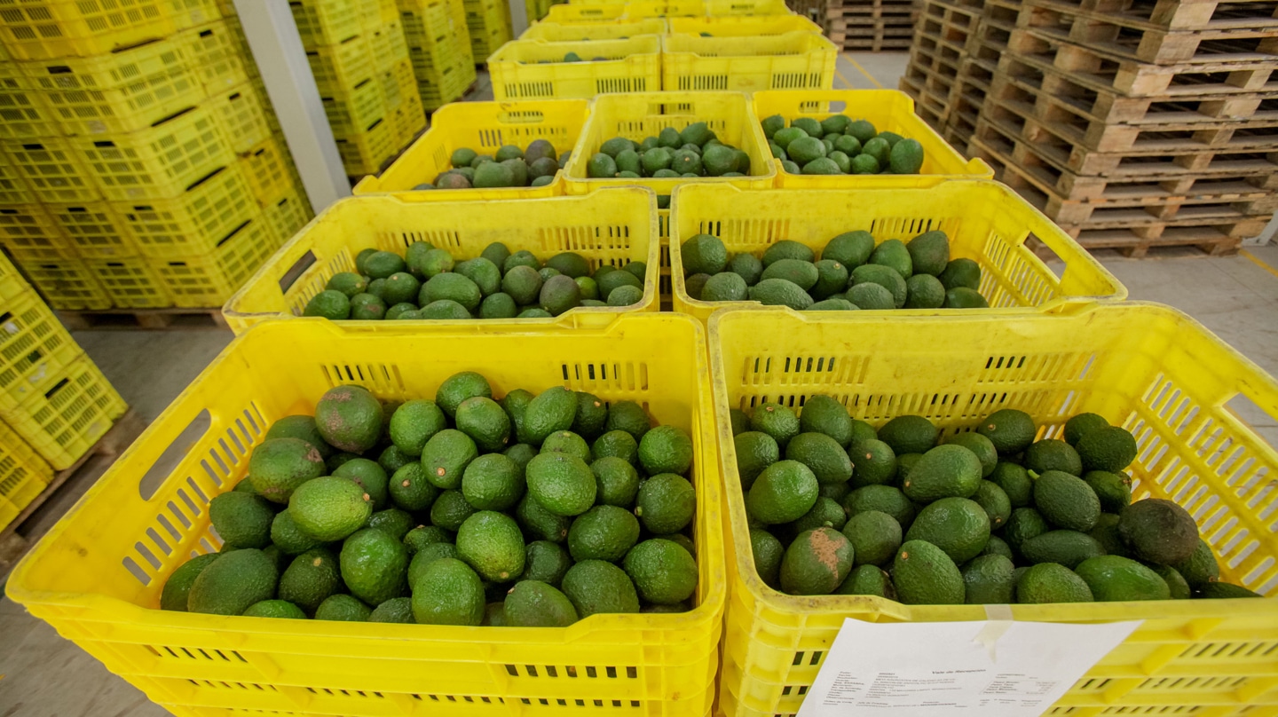 Empacadora de aguacate en Ciudad de México (México).