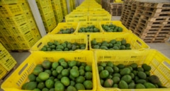 El aguacate andaluz, entre la sequía y el mito de la burbuja: "No hay demasiados árboles, es que no llueve"