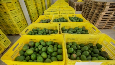 El aguacate andaluz, entre la sequía y el mito de la burbuja: "No hay demasiados árboles, es que no llueve"