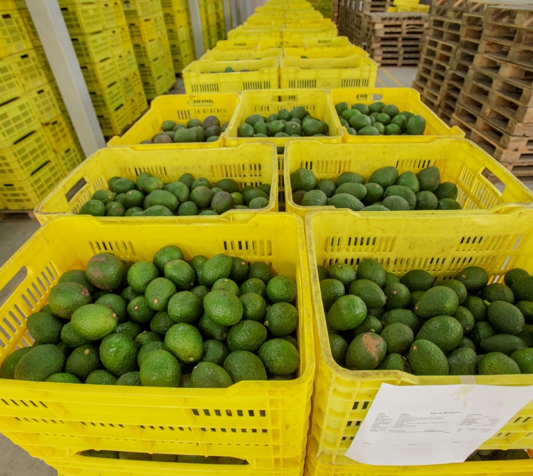 El aguacate andaluz, entre la sequía y el mito de la burbuja: "No hay demasiados árboles, es que no llueve"