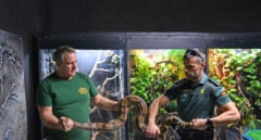 Una serpiente Boa prohibida para particulares se precipita a la calle desde un balcón