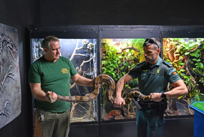 Una serpiente Boa prohibida para particulares se precipita a la calle desde un balcón