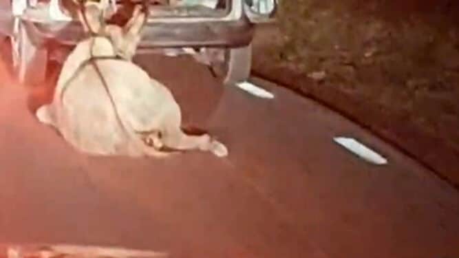 Denunciado por maltrato animal un hombre que arrastraba un burro por la carretera atado al coche