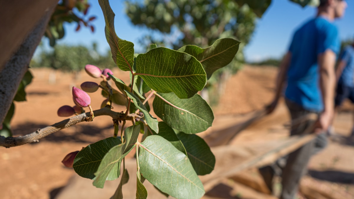 Recogida del pistacho en una finca, en Ciudad Real, Castilla La-Mancha (España).