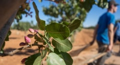 Pistacho, soja y aguacate: así han crecido los cultivos del 'futuro' en España desde 2011