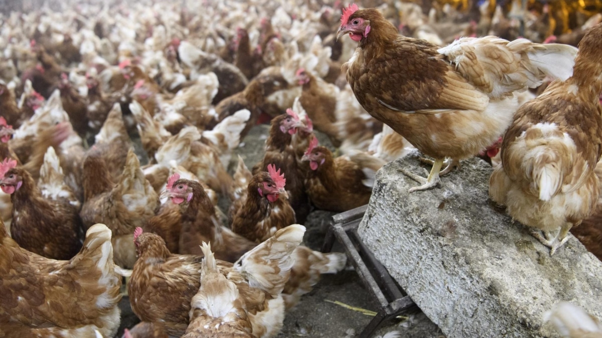Vista de gallinas en una granja avícola, en una fotografía de archivo.