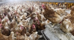 Gripe aviar en Madrid: 450.000 gallinas sacrificadas y una alerta sanitaria que preocupa a la Comunidad