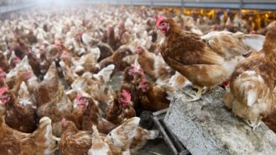 Expertos en Salud Pública advierten a España que se prepare para una pandemia de gripe aviar