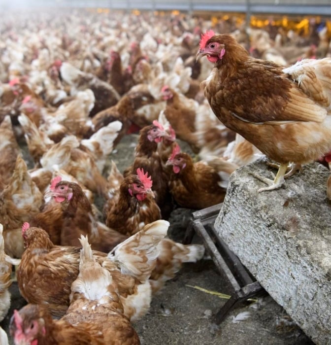 Gripe aviar en España: qué es, cómo se contagia y que relación [...]