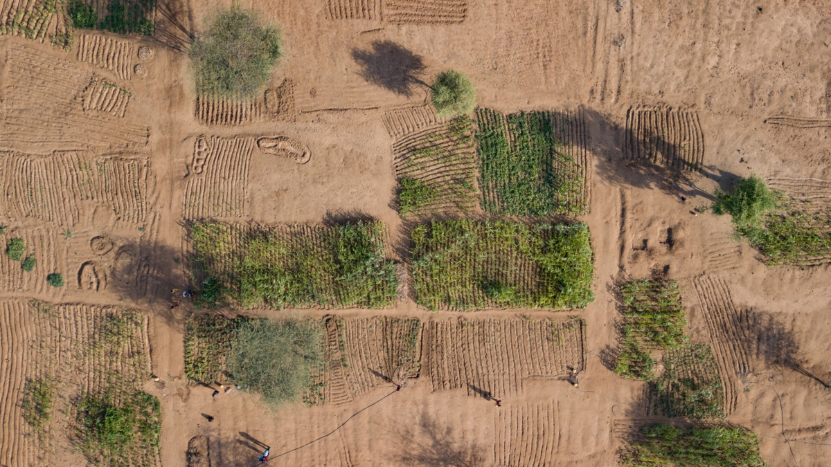 Granjas rodeadas de tierras áridas en el pueblo de Kangirega, condado de Turkana, el 23 de marzo de 2022.