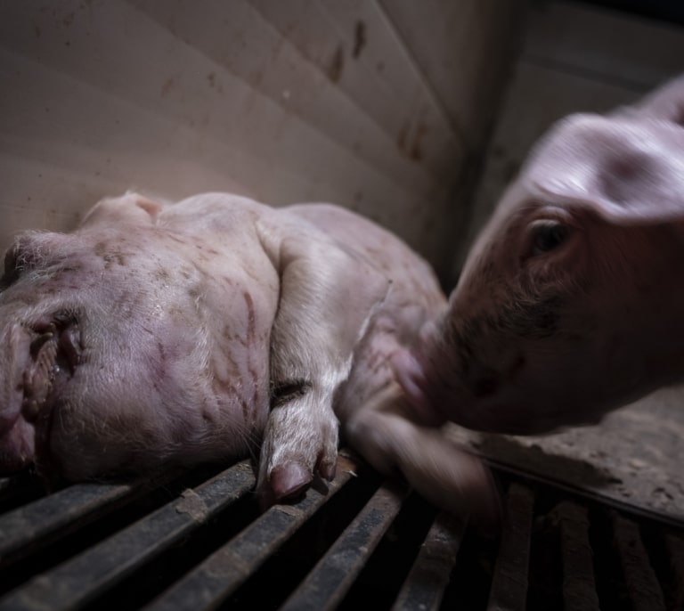 Las imágenes de "la granja del terror" de Burgos: cadáveres de animales, ratas, lombrices...