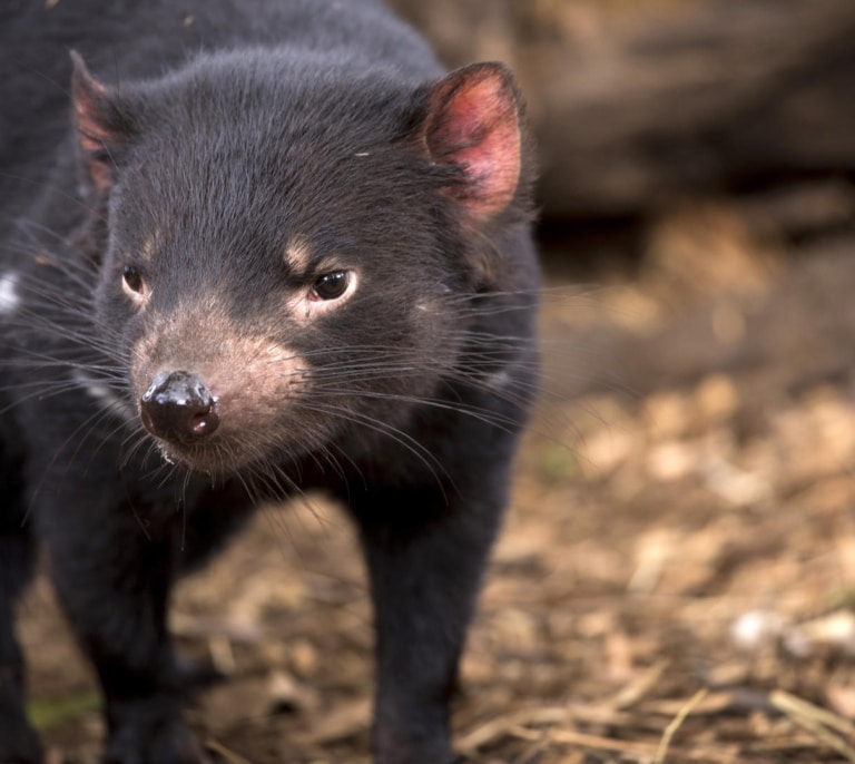 El diablo de Tasmania y el secreto de la supervivencia al cáncer