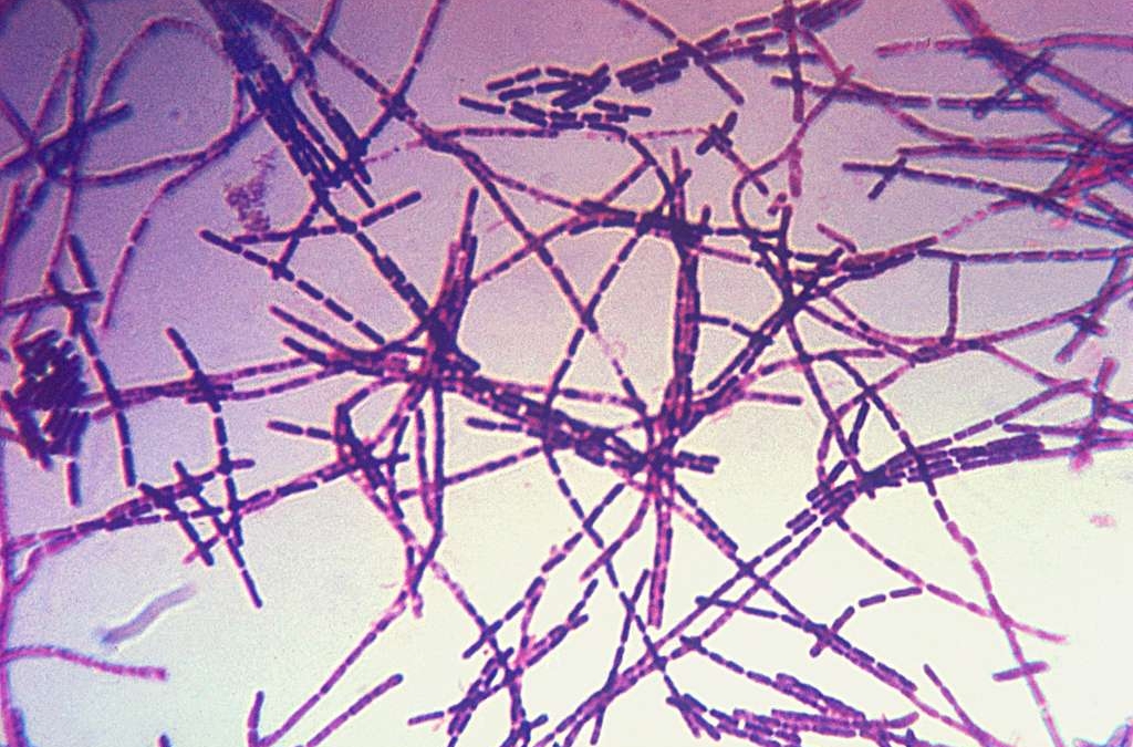 Bacteria del ántrax, enfermedad de la que ha alertado la OMS
