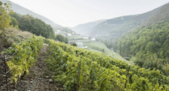 La supervivencia de la viticultura heroica asturiana: cuatro siglos de un milagro entre montañas