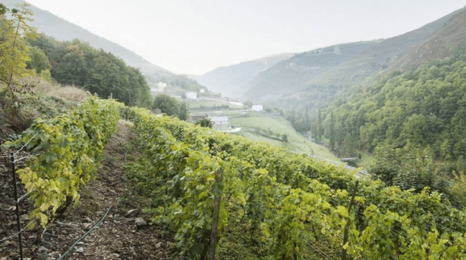La supervivencia de la viticultura heroica asturiana: cuatro siglos de un milagro entre montañas