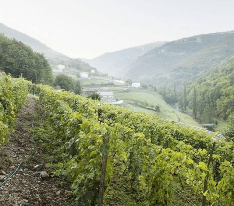 La supervivencia de la viticultura heroica asturiana: cuatro siglos de un milagro entre montañas