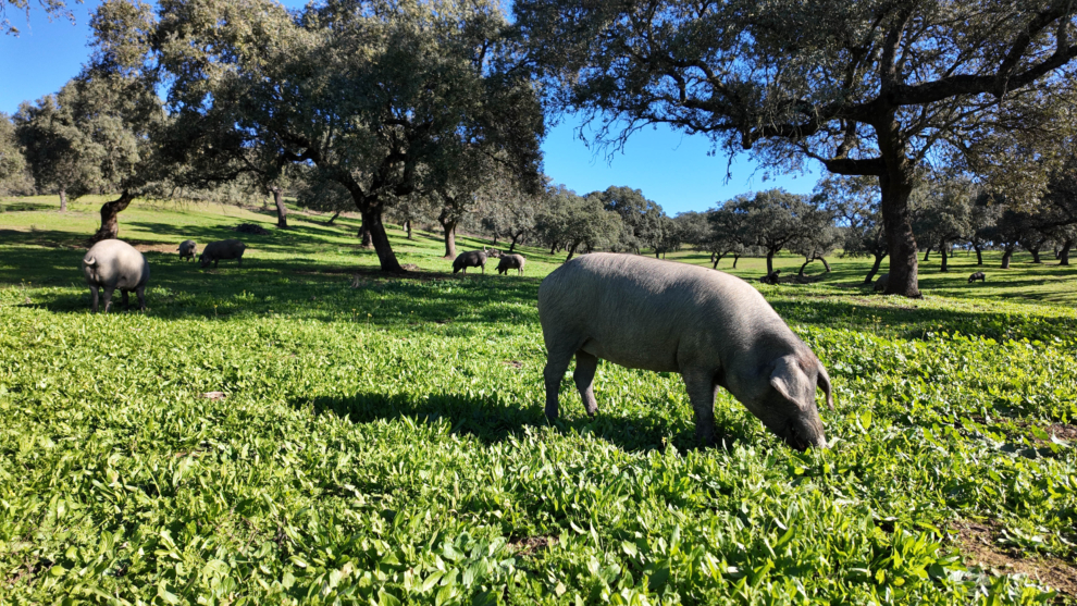 Cerdo ibérico comiendo bellotas durante la montanera.