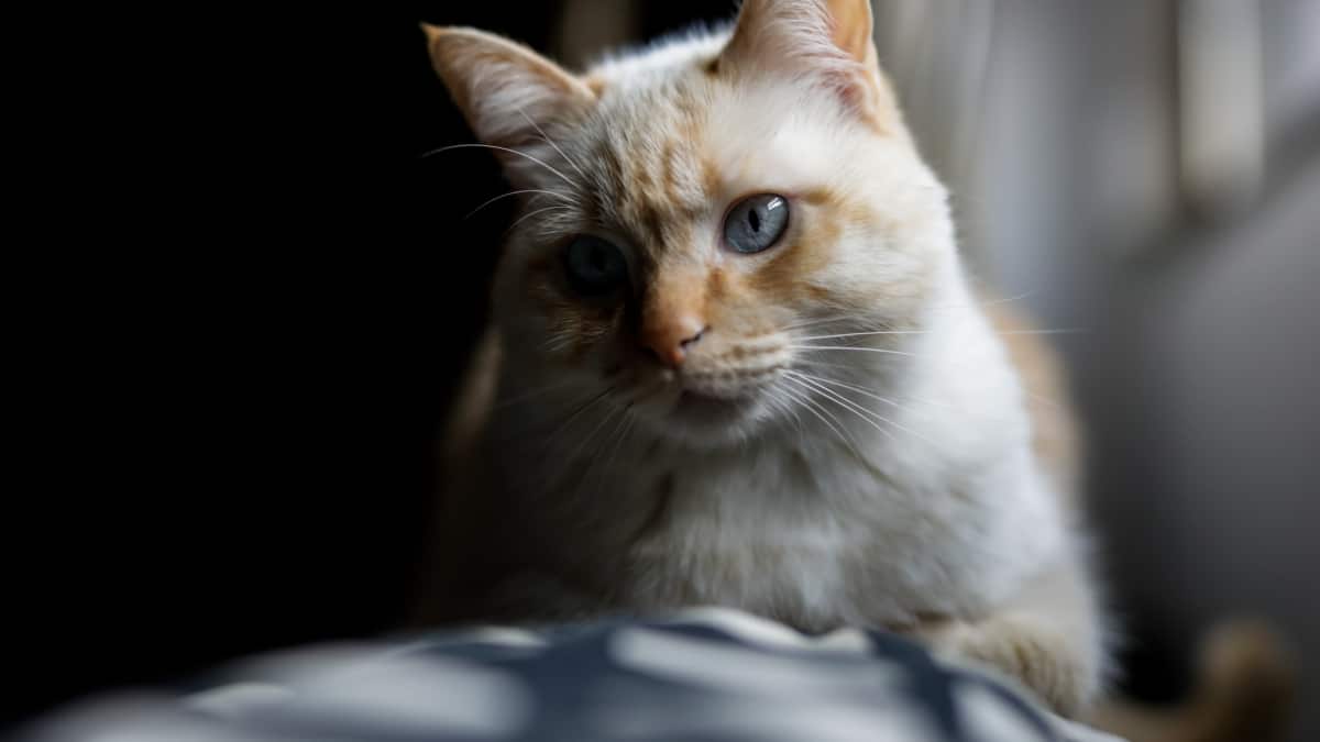 El gato doméstico, una problemática especie invasora: "Ha provocado la extinción de muchos animales"
