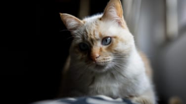 El gato doméstico, una problemática especie invasora: "Ha provocado la extinción de muchos animales"