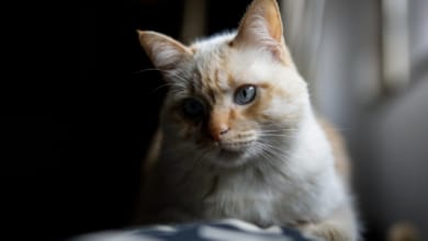 El gato doméstico, una problemática especie invasora: "Ha provocado la extinción de muchos animales"