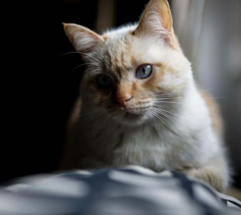 El gato doméstico, una problemática especie invasora: "Ha provocado la extinción de muchos animales"