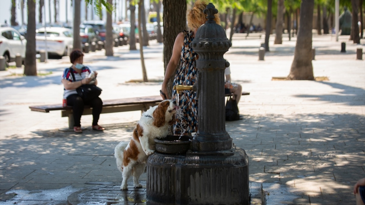 Un perro bebe de una fuente en el parque de la Barceloneta, durante una ola de calor en 2022.