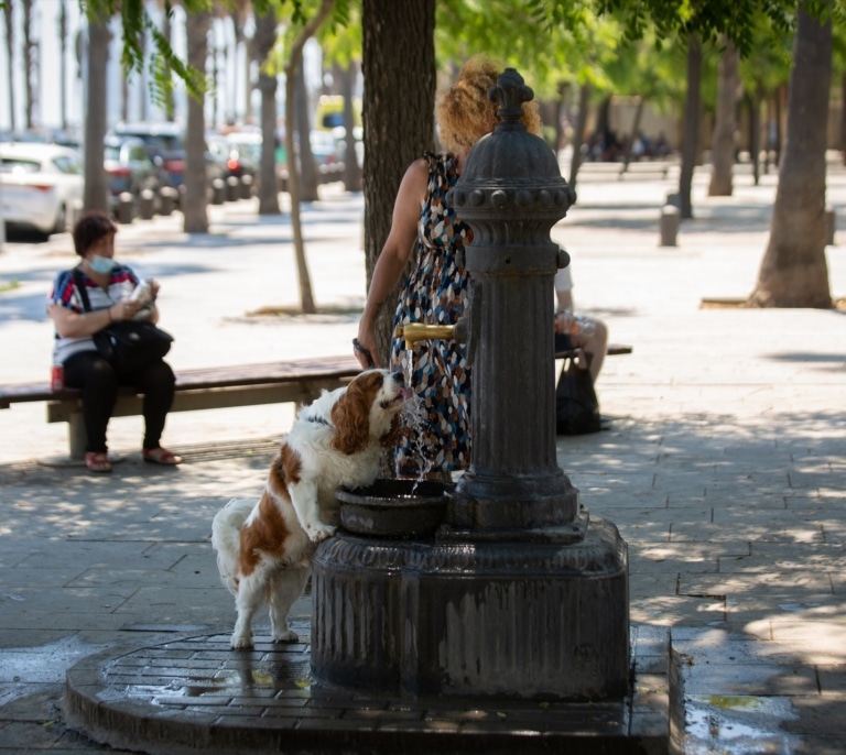 Políticas para la gran emergencia climática: refugios climáticos y más infraestructura verde para Barcelona