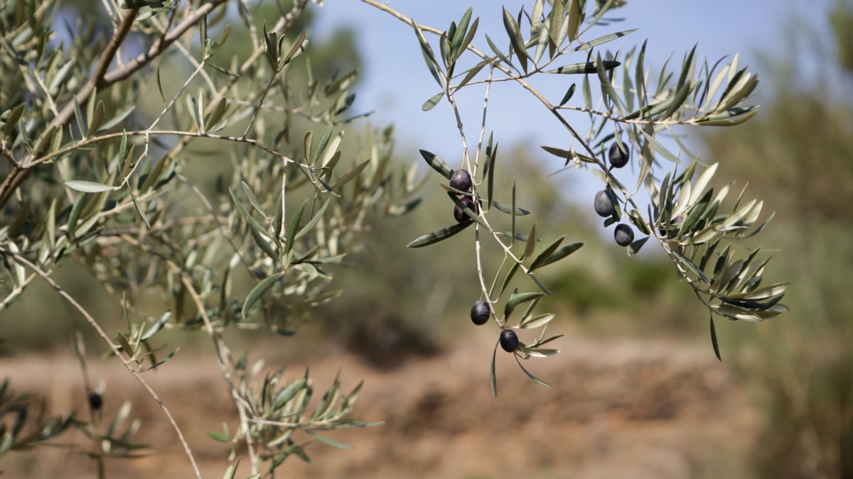 Aceitunas en una rama de un olivo.