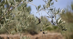 El aceite de oliva deja atrás la tregua de precios y cierra el año con más subidas